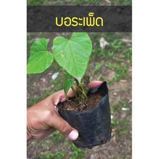 ต้นบอระเพ็ด ต้นไม้ปลูกง่าย คนปลูกก็ตายยาก มีไว้เองกินซะเลย