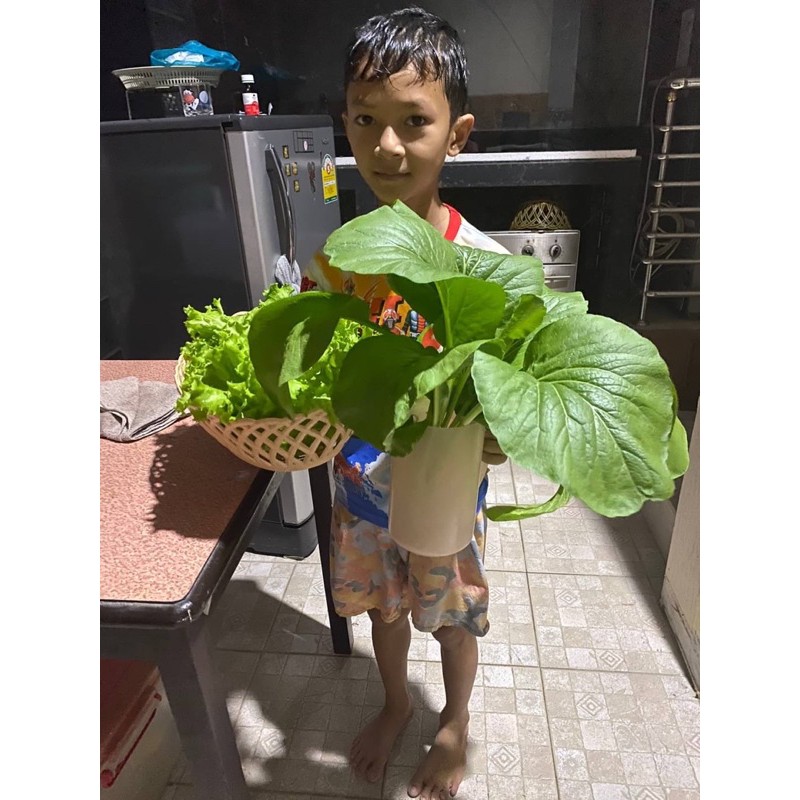 เมล็ดพันธุ์ กวางตุ้ง เขียวใหญ่ ( Chinese Cabbage Seed ) บรรจุ 1000 เมล็ด