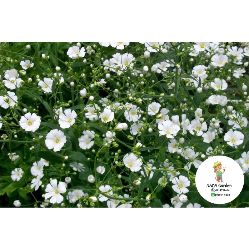 เมล็ดพันธุ์ ยิปโซฟิล่า สีขาว 300เมล็ด (Gypsophila)เมล็ดพันธุ์OPแท้ อัตราการงอกสูง ราคา ถูกที่สุด ดีลบีเคเค แกลเลอรีภาพที่ 8