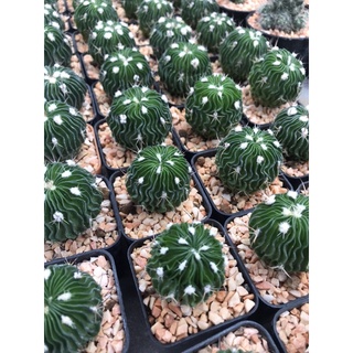 คลื่นสมอง Echinofossulocactus กระบองเพชร