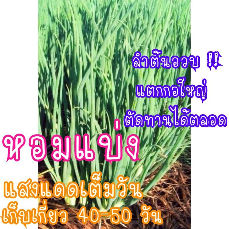 เมล็ดพันธุ์ หอมแบ่ง 150 เมล็ด