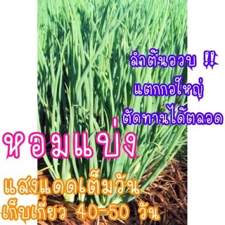 เมล็ดพันธุ์ หอมแบ่ง 150 เมล็ด