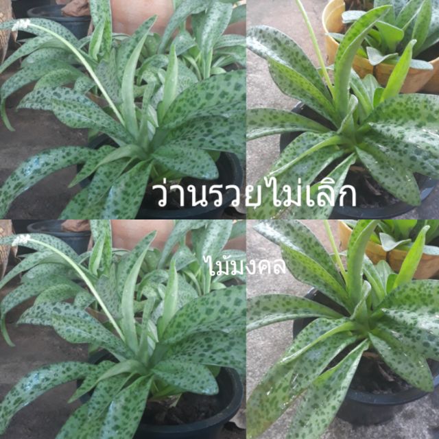 ว่านรวยไม่เลิก ไม้มงคลนาม เชื่อว่าเสริมความร่ำรวย นำโชคลาภ เมื่อต้นรวยไม่เลิกออกดอก