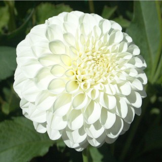 รักเร่ Dahlia สายพันธุ์ Brookside Snowball นำเข้าจากเนเธอร์แลน หัวสดใหม่ 1 หัว/ออเดอร์