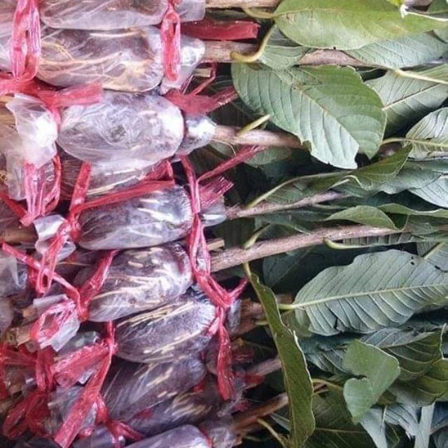 กิ่งตอนฝรั่งกิมจู กิ่งพันธุ์ฝรั่งกิ่มจู หวาน กรอบ ติดลูกดกตลอดทั้งปี กิ่งละ 45 บาท ส่งขั้นต่ำ 10 กิ่ง