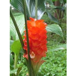 ต้นพันธุ์ ดอกกระเจียว สีส้ม ขายเป็นหัวๆ พร้อมปลูกในถุงดำ 39 บาท