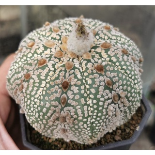 แอ​สโตร​ไ​ฟตั้​ม วีเว้า ฮานะ  #แคสตัส castus​ astrophytum แอสโตร แอสโตร​ไ​ฟตั้​ม แอสโตรไฟตัม กระบองเพชร แอสโตรวี super