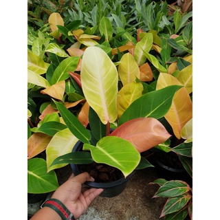 ต้นกุมารแดงเรียกทรัพย์เชอรี่เรด philodendron cherry redเสริมดวงค้าขายกระถาง8นิ้ว