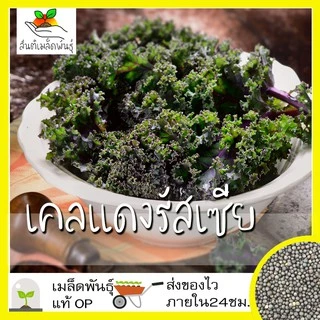 เมล็ดพันธุ์ ชุดคะน้าเคล ขายดีที่สุด ปลูกกินก็ได้ ปลูกขายก็ดี โตไว พร้อมส่ง เคลใบหงิก/เคลลาชินาโต/เคลแดงรัสเซีย/เคลไดโน