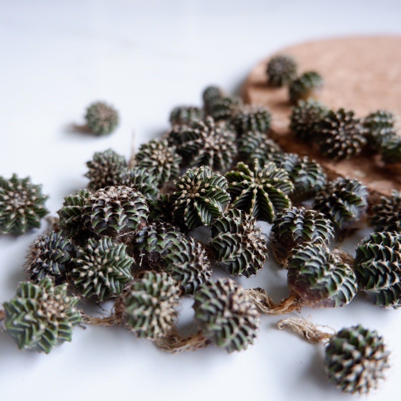 LB 2178 แท้ ไม้เมล็ด