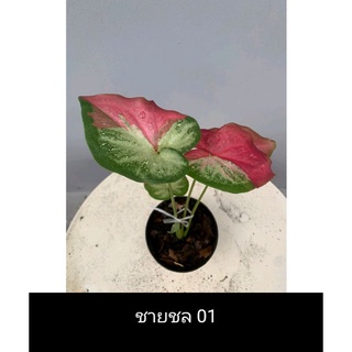 บอนสีชายชล Caladium 🌸🛑บอนสีราชินีแห่งไม้ใบ🌸🛑พร้อมกระถาง3",4",5"