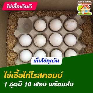 ไข่เชื้อไก่โรสคอมบ์ สำหรับการฟัก 10 ฟอง