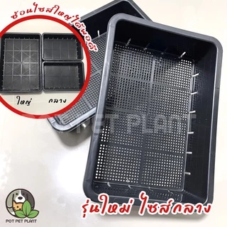 [ขั้นต่ำ2ใบ] รุ่นใหม่ ถาดไดโซะ ไซส์กลาง ถาดเพาะต้นอ่อน ปลูกแคคตัส (แบบโปร่ง) - 0056