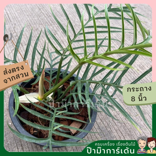 มุมมอง 5