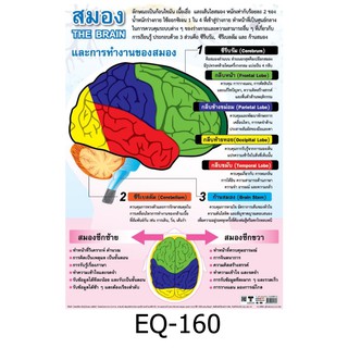 สมองแและการทำงานของสมอง EQ-160 สื่อโปสเตอร์ภาพ กระดาษ หุ้มพลาสติก