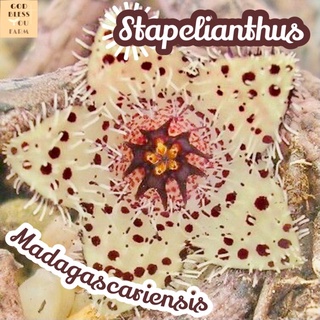 [เก๋งจีนมาดากัสการ์] Stapelianthus Madagascarirnsis ส่งพร้อมกระถาง แคคตัส ทะเลทราย หนามขาว ฟอร์มกอ ไม้โขด ไม้หนาม