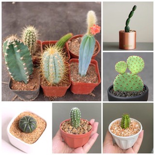 กระบองเพชร แคคตัส cactus ต้นไม้จิ๋ว ไม้อวบน้ำ 📌 ส่งถอดกระถาง