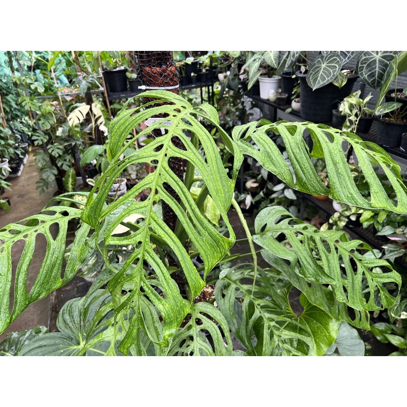 Monstera esqueleto พลูฉลุยักษ์