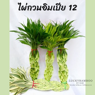 ไผ่กวนอิมเปีย 12 ต้น สูง 45-50 cm