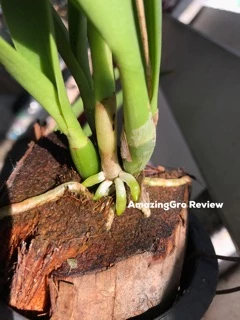 ของแท้ เจลเร่งราก Amazing Gro ขวดใหญ่150ml เข้มข้นได้ผลจริง น้ำยาเร่งราก Rooting gel เร่งราก