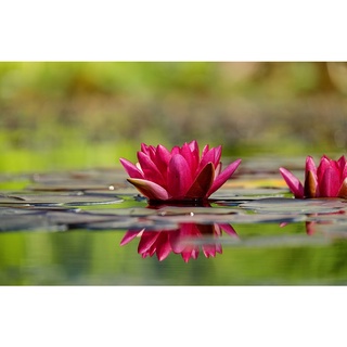 7 เมล็ด เมล็ดบัว สีชมพูบานเย็น ดอกใหญ่ สายพันธุ์เมล็ดบัว ดอกบัว Lotus seeds.