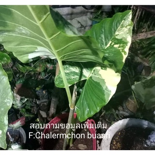 Alocasia macrorrhizos บอนกระดาดด่าง ลายเทพๆ