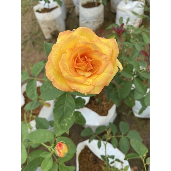 กุหลาบสีเหลือง Grandiflora (โกลด์เมดัล)