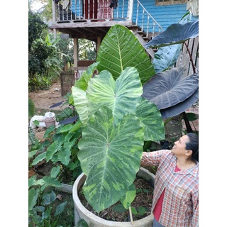 Colocasia lemon lime gecko