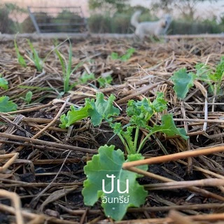 🇺🇸 เมล็ดนำเข้า เมล็ดเคล เคล เคลใบหยิก ผักเคล Curly Kale (Organic Seed) สายพันธุ์ดี คะน้าเคล จากสหรัฐอเมริกา ปันอินทรีย์