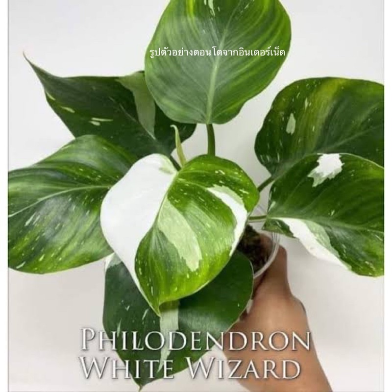 Philodendron White Wizard ไวท์วิซาร์ด ไวท์วิซาจ พ่อมดขาว
