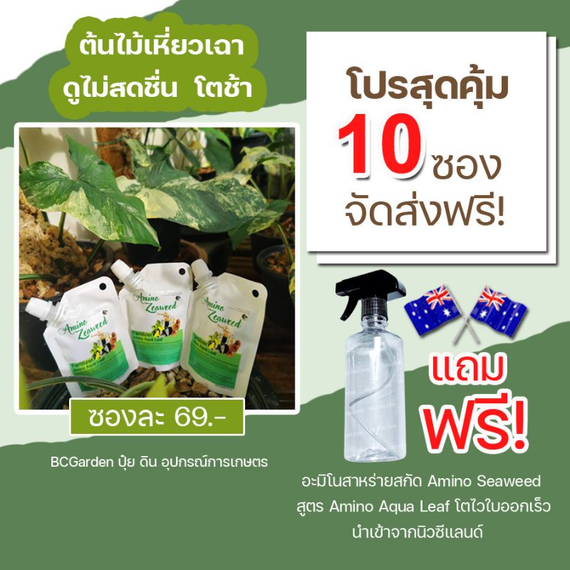 ปุ๋ยน้ำ​ ทางใบ อะมิโนสาหร่ายสกัด  สูตร Amino Aqua Leaf นำเข้าจากนิวซีแลนด์ ไม้ฟอกอากาศ ไม้ด่าง 10 ซอง ส่งฟรี