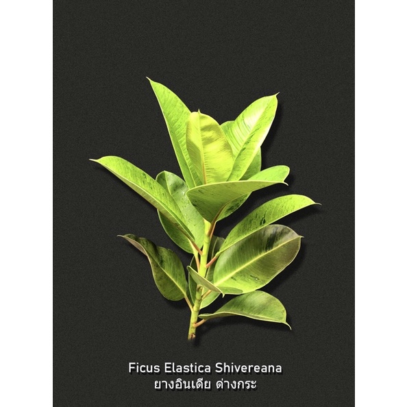 Ficus Elastica Shivereana ต้นยางอินเดียด่างกระ