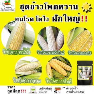 เมล็ดพันธุ์ ชุดข้าวโพดหวาน ปลูกง่าย ทนโรค โตไว ข้าวโพดหวานฮันนี่ซีเลค/ฮอกไกโดเพียวไวท์/ฮอกไกโดกราวิส/ออลไมทีซุปเปอร์สวีท