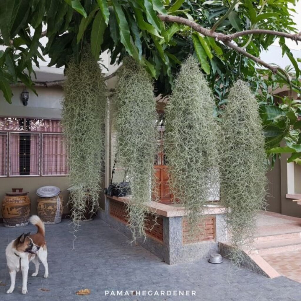 เคราฤาษีไซส์จัมโบ้ ยาว 90-100 ซม.