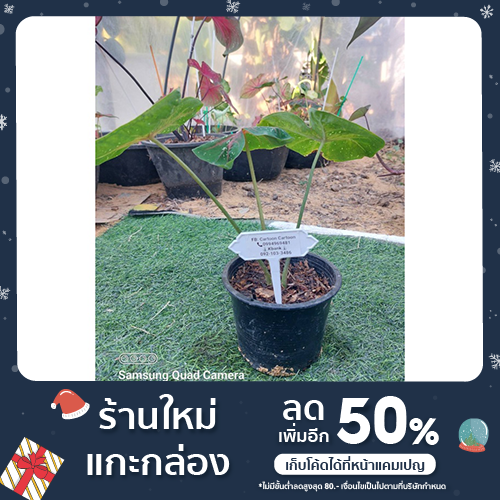 ต้นบอนสี อาจารย์มั่นบอนสีโบราณ ขนาด 15 cm