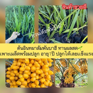 ต้นอินทผาลัมพันบาฮี ทานผลสด🌱เพาะเมล็ดพร้อมปลูก 🌱