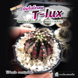 🌵ยินโน T-lux 🌵 ไม้ชำหน่อ โคลนทีลักซ์  ⭐ด่างสีชมพู ⭐รากเดินดีมาก  ⭐พูอวบๆยับๆ ⭐ฟุคุริวชัดเจน ส่งทั้งกระถาง