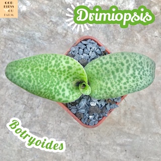 [ว่านรวยไม่เลิก] Drimiopsis Botryoides ส่งพร้อมกระถาง แคคตัส Cactus Succulent Haworthia Euphorbia ไม้หายาก พืชอวบน้ำ