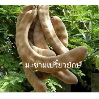 ต้นมะขามเปรี้ยวยักษ์/เพาะเมล็ดขาย 1 ชุด 3 ถุง 90 บาท