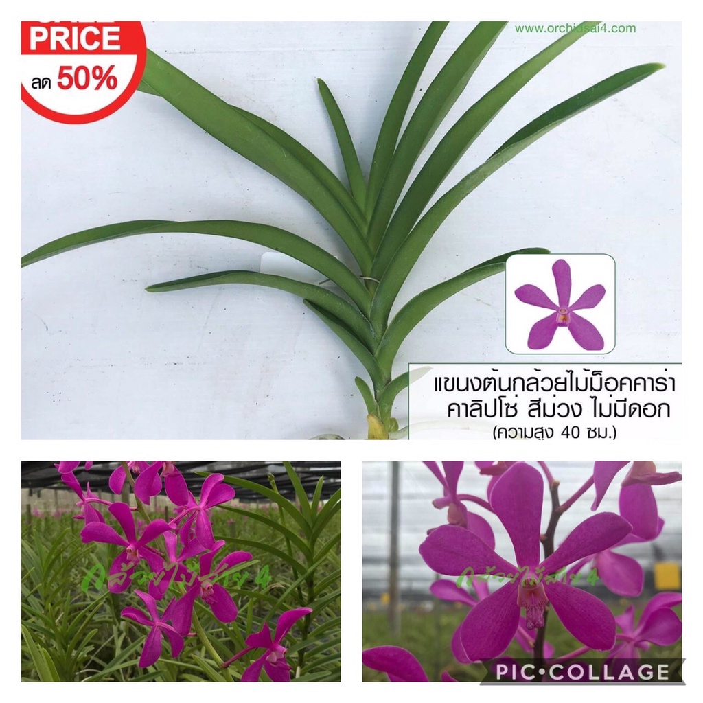 แขนงกล้วยไม้ม็อคคาร่า คาลิปโซ่ 50 ต้น สีม่วง (Mokara Purple Calypso Plant)