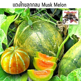 เมล็ดพันธุ์แตงไทย พันธุ์ลูกกลมทองเอก 35 เมล็ด  [10 เเถม 1 คละได้]