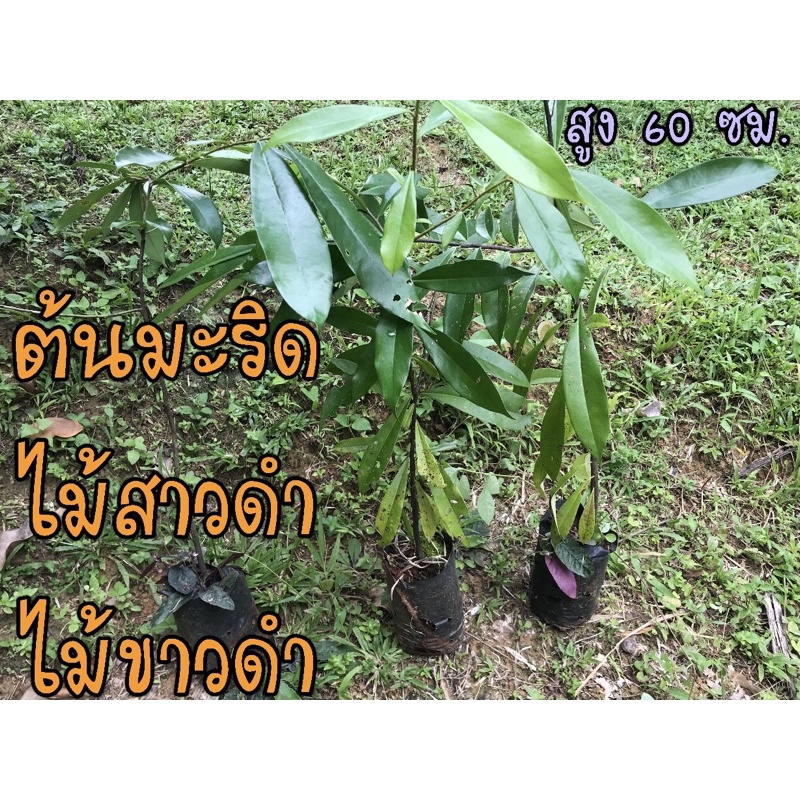 🌳ต้นมะริด🌳 (ไม้สาวดำ-ไม้ขาวดำ)🌵🌵 ไม้หายากจากภาคใต้ สูง 60ซม.📍จ.กระบี่  | Shopee Thailand