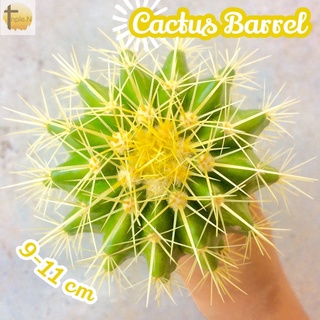 [ถังทอง 10-11 เซนติเมตร] Echinocactus Grusonii, Golden Barrel ส่งพร้อมกระถาง แคคตัส กระบองเพชร ทะเลทราย