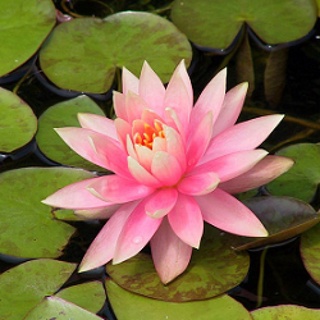 10 เมล็ด เมล็ดบัว สีชมพู นำเข้า บัวนอก สายพันธุ์เมล็ดบัว Waterlily Nymphaea Seeds