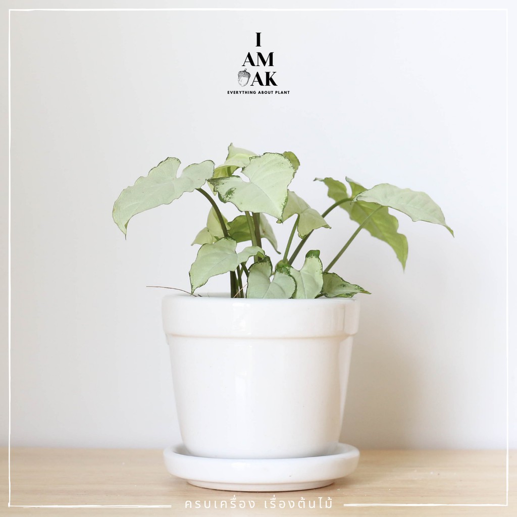 มุมมอง 5