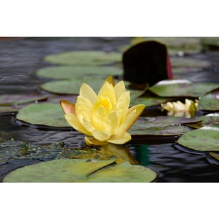 2 เมล็ด เมล็ดบัว สีเหลือง ดอกใหญ่ นำเข้า บัวนอก สายพันธุ์เมล็ดบัว Lotus seeds