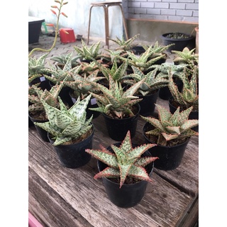 Aloe Hybrid seedings ไม้อวบน้ำ