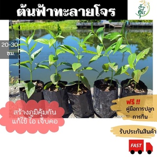 ต้นฟ้าทะลายโจร 1ชุด5 ต้น ต้นสูงประมาน 30-40ซม ต้นสวยสมบูรณ์แข็งแรง พร้อมปลูก สมุนไพร ฟ้าทะลายโจร organic ผงฟ้าทะลายโจร