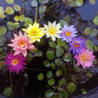 10 เมล็ด เมล็ดบัว คละสี นำเข้า บัวนอก สายพันธุ์เมล็ดบัว Waterlily Nymphaea Seeds