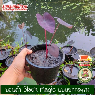 บอน บอนดำ แบล็คเมจิก Black Magic ส่งแบบทั้งต้น ยกกระถาง ขนาดต้นสูง20-30cm